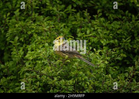 Yellowhammer sur la branche.Les petits oiseaux jaunes se cachent dans les buissons.Faune européenne. Banque D'Images