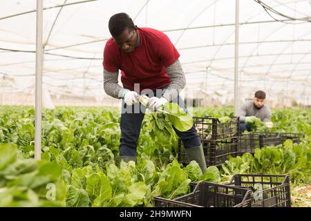 Horticulteur afro-américain récoltant du verger vert Banque D'Images