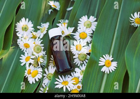 Huile essentielle en bouteille de verre avec fleurs de camomille fraîches, soin magnifique.Feuilles vertes comme arrière-plan, vue de dessus Banque D'Images
