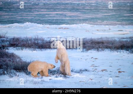 Deux ours polaires adultes (Ursus maritimus) présentant un comportement dominant et soumis lors d'une interaction à côté de la baie d'Hudson, près de Churchill (Manitoba), Banque D'Images