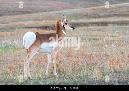 Antelope de Pronghorn (Antilocapra americana), parc national de Custer, Dakota du Sud, fin octobre, États-Unis,Par Dominique Braud/Dembinsky photo Assoc Banque D'Images