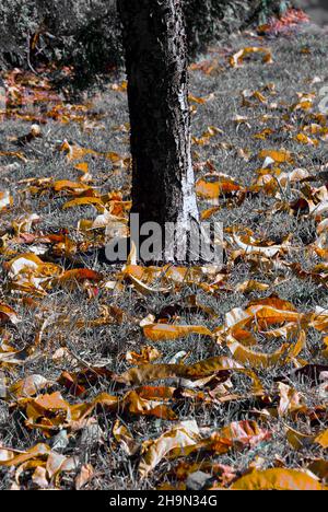 chiaroscuro d'automne – jaune avec feuilles mortes sur fond noir et blanc Banque D'Images