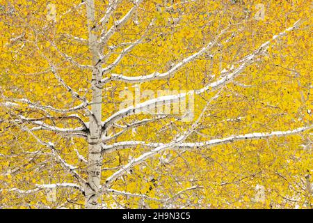 Neige fraîche sur les trembles d'Aspen (Populus tremuloides), Dakota du Sud, États-Unis, par Dominique Braud/Dembinsky photo Assoc Banque D'Images