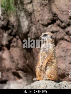 Meerkat Sentinel sur Lookout Rock Banque D'Images