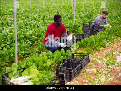 Horticulteur afro-américain récoltant du verger vert Banque D'Images