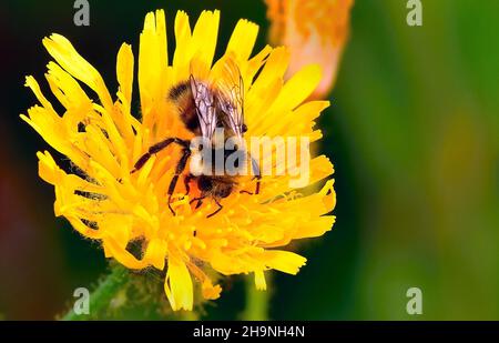 Une abeille noire et jaune (Bombus hortorum) qui récolte le nectar d'une fleur jaune dans les régions rurales du Canada de l'Alberta Banque D'Images