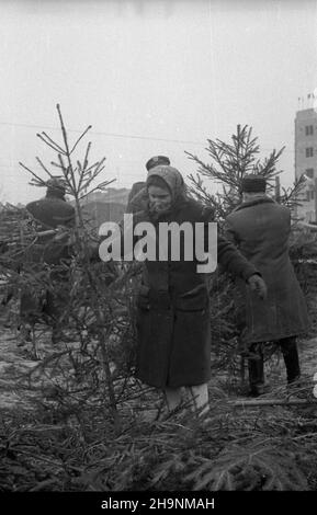 Varsovie, 1948-12.Sprzeda¿ choinek przed œwiêtami Bo¿ego Narodzenia, zorganizowana przez Spó³dzielniê Las na placu W Œródmieœciu. wb PAP Dok³adny dzieñ wydarzenia nieustalony.Varsovie, décembre 1948.Arbre de Noël vendant avant Noël, organisé par la Coopérative Las dans une place dans le centre-ville. wb PAP Banque D'Images