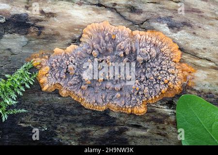 Phlebia radiata, communément appelé champignon de la croûte ridée, champignon sauvage de Finlande Banque D'Images