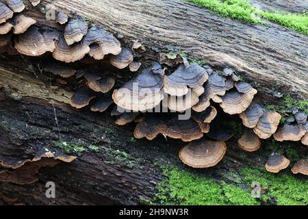 Hymenochaete rubiginosa, connu sous le nom de rideau de chêne, croûte de champignons sauvages de Finlande Banque D'Images