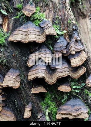 Hymenochaete rubiginosa, connu sous le nom de rideau de chêne, croûte de champignons sauvages de Finlande Banque D'Images