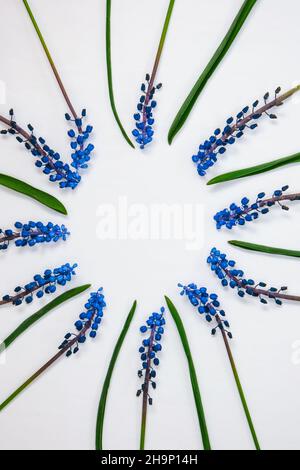 Mise en page carte postale. Flat lay, vue de dessus. Jacinthes bleues en forme de cercle de ligne et espace de copie pour le texte. Carte de vœux pour les vacances. Muscari en jacinthe de raisin. SP Banque D'Images