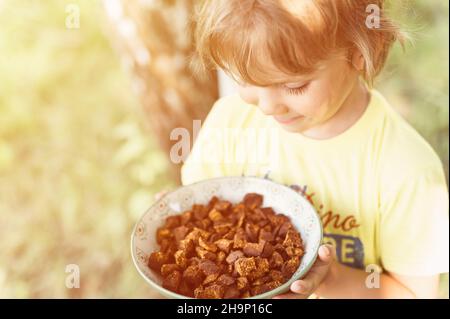 happy kid boy mains tenir la plaque avec des morceaux de chaga nettoyés et tranchés. foraged champignon de chaga champignon de bouleau sauvage il est utilisé dans alternative medici Banque D'Images