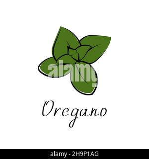 Origan isolé sur fond blanc.Herbes, épices, parfum, plante d'assaisonnement aux épices.Illustration vectorielle plate. Illustration de Vecteur