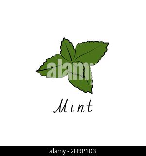 Logo MiNT.Signe de l'herbe vectorielle.Symbole végétarien.Illustration plate. Illustration de Vecteur