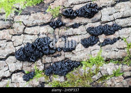 Exidia glandulosa, un champignon de la gelée communément connu sous le nom de beurre de sorcières noires, rouleau de gelée noire, ou champignon de la gelée de verrue Banque D'Images