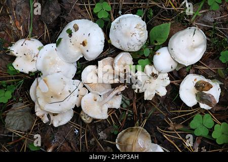 Hygrophorus hedrychii woodwax doux, connu sous le nom de champignons sauvages, à partir de la Finlande Banque D'Images