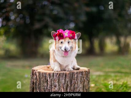 beau portrait d'un chien corgi assis sur une souche dans le jardin avec une couronne de fleurs roses sur sa tête Banque D'Images