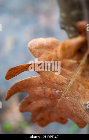 Une feuille jaune tombée d'un arbre coincée dans une branche sur le fond de la forêt.Feuille jaune en gros plan dans un environnement naturel.Belle forêt Banque D'Images