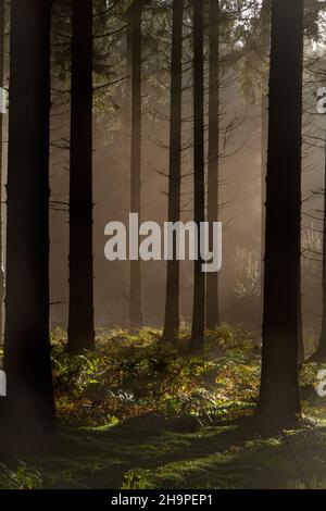 Rayons de soleil dans une forêt le matin brumeux en hiver, un paysage de fées Banque D'Images