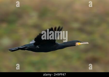 Grand Cormorant en vol rapide.Vue latérale, gros plan.Arrière-plan naturel flou.Copier l'espace.Espèce de genre Phalacrocorax carbo. Banque D'Images