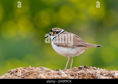 Charadrius dubius (pluvier à petite ringée) postage dans la nature de la Turquie Banque D'Images