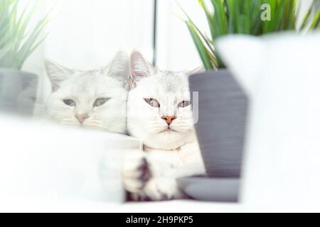 Le chat d'argent court britannique se trouve sur le rebord de la fenêtre.Il se cache derrière un pot de fleurs. Banque D'Images