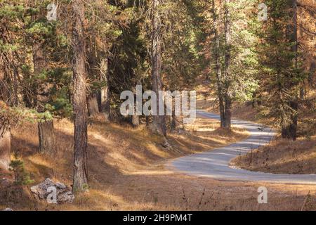 Une route secondaire le long des bois à l'automne Banque D'Images