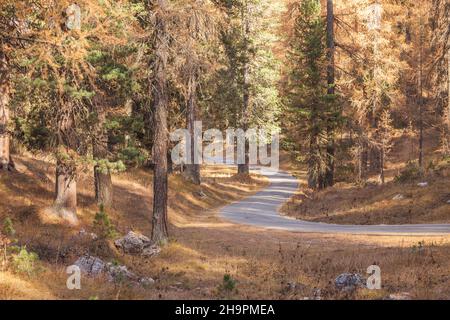 Une route secondaire le long des bois à l'automne Banque D'Images