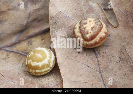 Cynips longientre, moraillon rayé Pea Gall, galettes sur les feuilles de chêne Banque D'Images