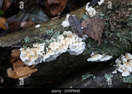 Plicatura nivea, un champignon à croûte douce blanche de Finlande, pas de nom anglais commun Banque D'Images