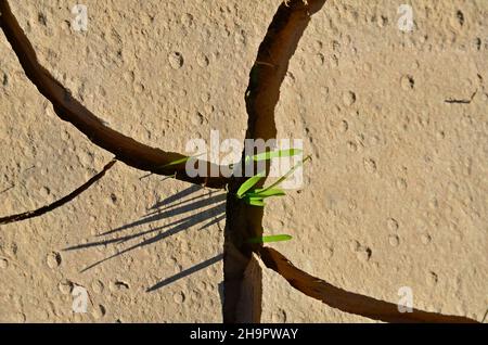La lame d'herbe pousse à partir de suceur sec, sol sec, sol argileux, sol arable séché, sécheresse,Manque d'eau, gouttes de pluie sur terre parchée, Espagne Banque D'Images