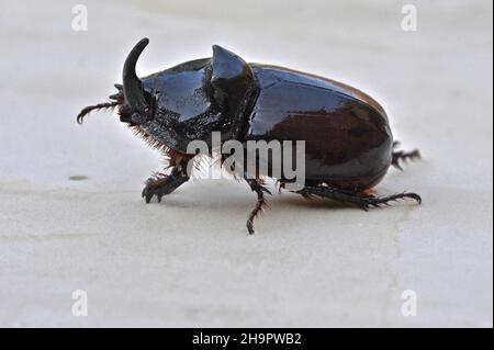 Vue latérale d'un coléoptère brun-noir de rhinocéros sur sol blanc, famille: scarabée (Scarabaeidae), profil, coléoptères, genre: Oryctes,Polyphaga Banque D'Images