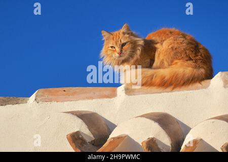 Chat à poil long rouge sur le toit de la maison dans la lumière du soir, chat à poil long rouge assis sur des tuiles de toit, Espagne Banque D'Images