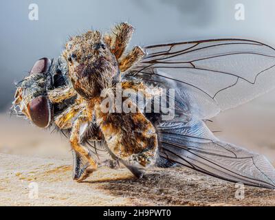 Araignée sautant le Havane (Platycryptus undatus) avec la mouche de la maison (Musca domestica) proie, tir posé, macro gros plan, fond clair, Baden-Baden Banque D'Images