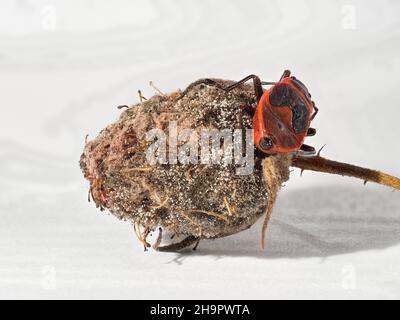 Punaise de feu (Pyrrhocoridae) sur des fleurs de rose flétrissées, macro photo, fond clair, Baden-Baden, Baden-Wuerttemberg,Allemagne Banque D'Images