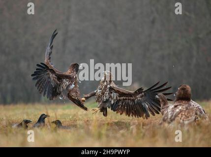 Aigle à queue blanche (Haliaeetus albicilla) en combat aérien, Pologne Banque D'Images