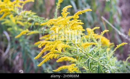 jaune canada or dans la nature Banque D'Images