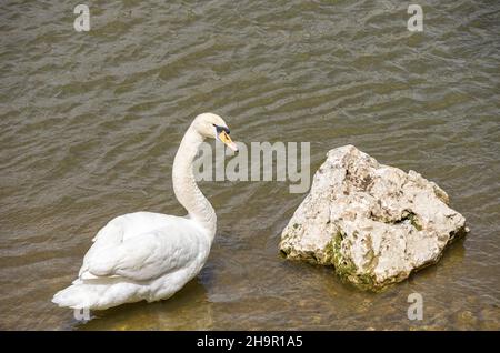 Observations d'oiseaux le long de l'eau, en utilisant l'exemple d'un Cygne muet dans l'eau du Danube à Ulm, Bade-Wurtemberg, Allemagne. Banque D'Images