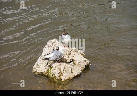 Observations d'oiseaux, en utilisant l'exemple de deux goélands à tête noire sur une grande pierre dans l'eau du Danube à Ulm, Bade-Wurtemberg, Allemagne. Banque D'Images