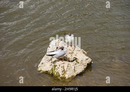 Observations d'oiseaux, en utilisant l'exemple de deux goélands à tête noire sur une grande pierre dans l'eau du Danube à Ulm, Bade-Wurtemberg, Allemagne. Banque D'Images