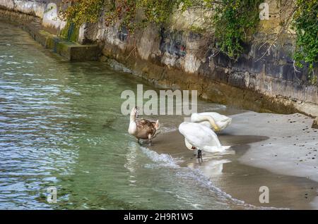 Meersburg au lac de Constance, Bade-Wurtemberg, Allemagne : bord de mer du lac de Constance avec sauvagine et remblai du nord-ouest en mode d'automne. Banque D'Images