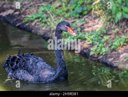Cygne noir dans un lac d'humeur claire Banque D'Images