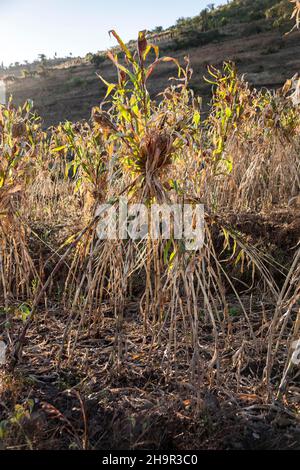 Sorgho (Sorghum bicolor), champ, Harar, Ethiopie Banque D'Images