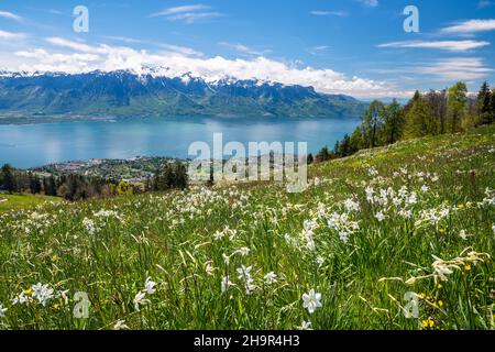 Le poète jonquilles (Narcissus poeticus) dans un pré, le lac de Genève, Montreux, Canton de Vaud, Suisse Banque D'Images