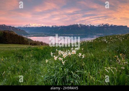 Jonquilles du poète (Narcissus poeticus) dans un pré, humeur du soir, lac Léman, Montreux, canton de Vaud,Suisse Banque D'Images