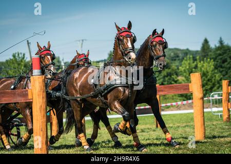 Chevaux de course dans le harnais.Entraînement de la calèche de cheval pour l'événement équestre de sport d'animaux Banque D'Images