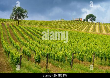 Paysage rural près de Monterubbiano et Ripatransone, entre les provinces de Fermo et Ascoli Piceno, Marche, Italie, au printemps Banque D'Images