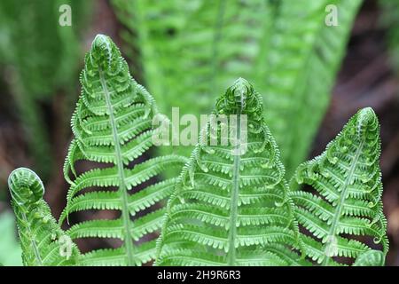 Matteuccia struthiopteris, connue sous le nom de fougère d'autruche, fougère de fiedle ou fougère de shuttlecock, plante sauvage de Finlande Banque D'Images