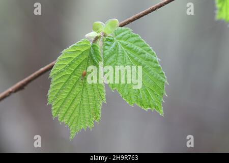 Les nouvelles feuilles de noisetier commun Corylus avellana, Banque D'Images