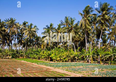 Plantations, paradis des fruits et légumes tropicaux, Salalah, Salalah, Dhofar, Oman Banque D'Images